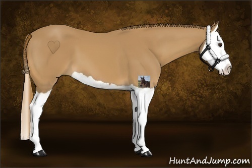 Horse Color:Chestnut Splash