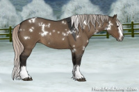 Horse Color:Gray White Spotted Silver Brown Roan Dun Splash Rabicano 