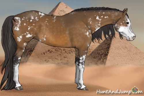Horse Color:Buckskin Sabino Rabicano 
