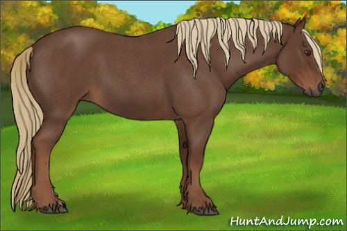 Horse Color:Gray Red Roan 