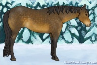 Horse Color:Buckskin 