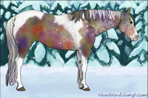 Horse Color:Nacre Brown Sabino Splash Tobiano 