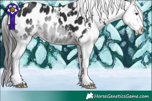 Horse Color:Liver Chestnut Sabino Appaloosa 