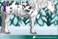 Horse Color:Liver Chestnut Sabino Appaloosa 