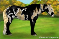 Horse Color:Chestnut Ice Splash Tobiano Appaloosa 