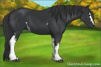 Horse Color:White Spotted Black