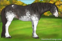 Horse Color:White Spotted Liver Chestnut Appaloosa Rabicano 
