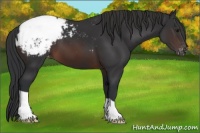 Horse Color:Brown Appaloosa 