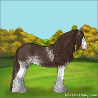 Horse Color:White Spotted Liver Chestnut 
