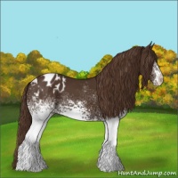 Horse Color:White Spotted Liver Chestnut Blanket 