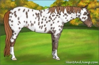 Horse Color:Liver Chestnut Appaloosa 