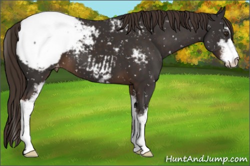 Horse Color:Liver Chestnut Sabino Appaloosa 
