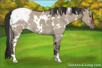Horse Color:White Spotted Liver Red Dun Snowcap