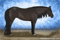 Horse Color:Gray Brown 