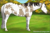 Horse Color:White Spotted Liver Red Dun Splash 