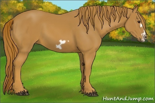 Horse Color:Chestnut Splash Frame
