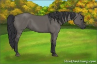 Horse Color:Grullo