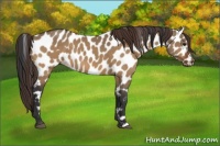 Horse Color:Bay Dun Appaloosa 