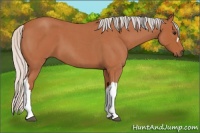 Horse Color:Silver Brown Roan