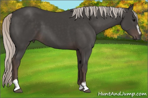 Horse Color:Silver Black Sabino 