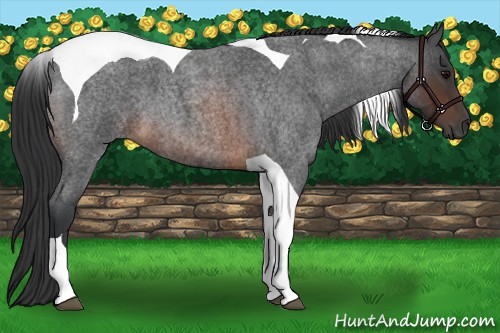 Horse Color:Brown Roan Tobiano 