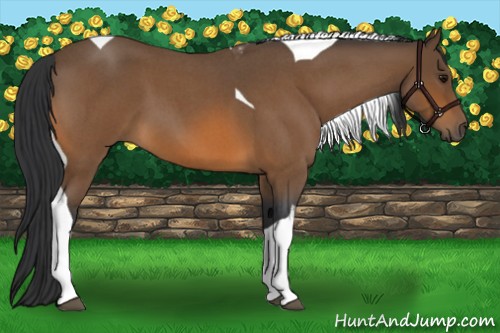 Horse Color:Bay Roan Tobiano 