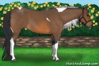 Horse Color:Bay Roan Tobiano 