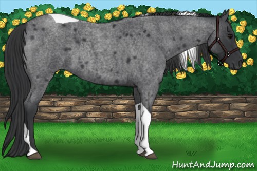 Horse Color:Blue Roan Tobiano 