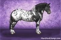 Horse Color:White Spotted Black Blanket