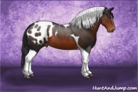Horse Color:Brown Tobiano Blanket 