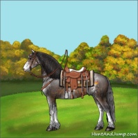 Horse Color:White Spotted Black and White Spotted Buckskin