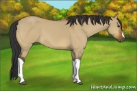 Horse Color:Bay Dun 