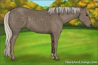 Horse Color:Silver Black