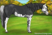 Horse Color:Black and Black Splash