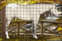 Horse Color:Plaid Sable Champagne Dun Sabino Appaloosa