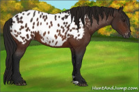 Horse Color:Gray Bay Appaloosa 