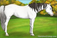 Horse Color:White Spotted Buckskin Roan Dun Splash