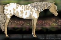 Horse Color:Chocolate Palomino Roan Dun Near Leopard 