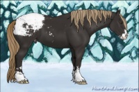 Horse Color:Liver Chestnut Sabino Appaloosa 