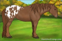 Horse Color:Chestnut Appaloosa