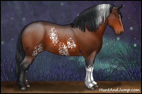 Horse Color:White Spotted Bay