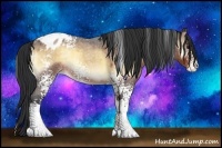 Horse Color:White Spotted Bay Roan Onyx Appaloosa