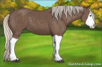 Horse Color:Silver Black Splash