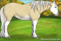 Horse Color:Silver Buckskin Splash