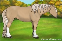 Horse Color:Palomino Sabino Tobiano