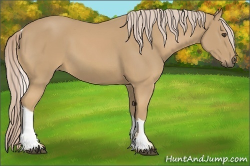 Horse Color:Palomino Sabino Tobiano 