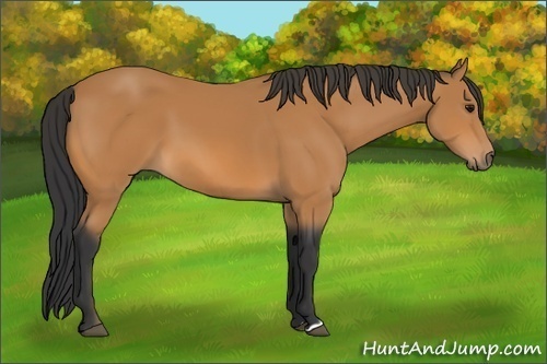 Horse Color:Unknown 