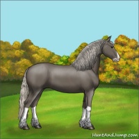 Horse Color:Silver Black Splash 