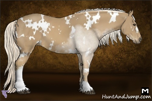 Horse Color:White Spotted Palomino