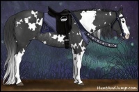 Horse Color:White Spotted Black Splash Varnish Rabicano